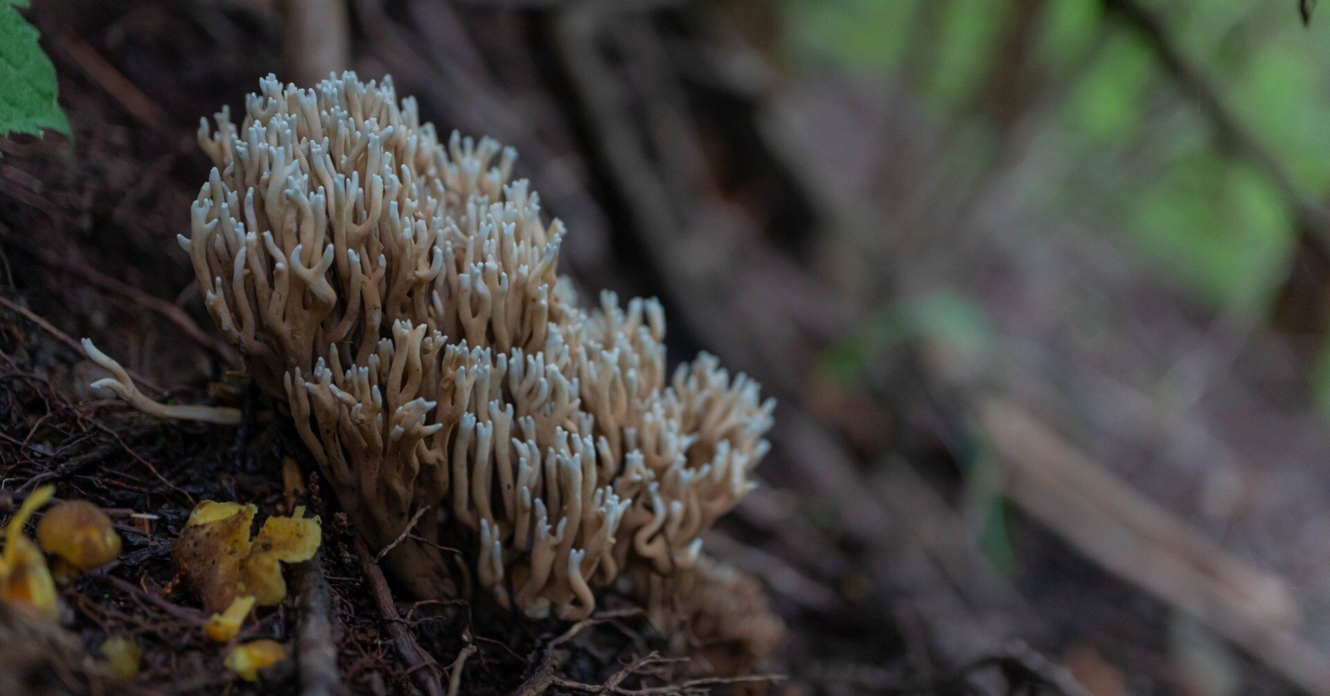 きのこ散歩＊2022/8/23奥多摩の森で癒される・その2｜ちょこすき～☆きのこ