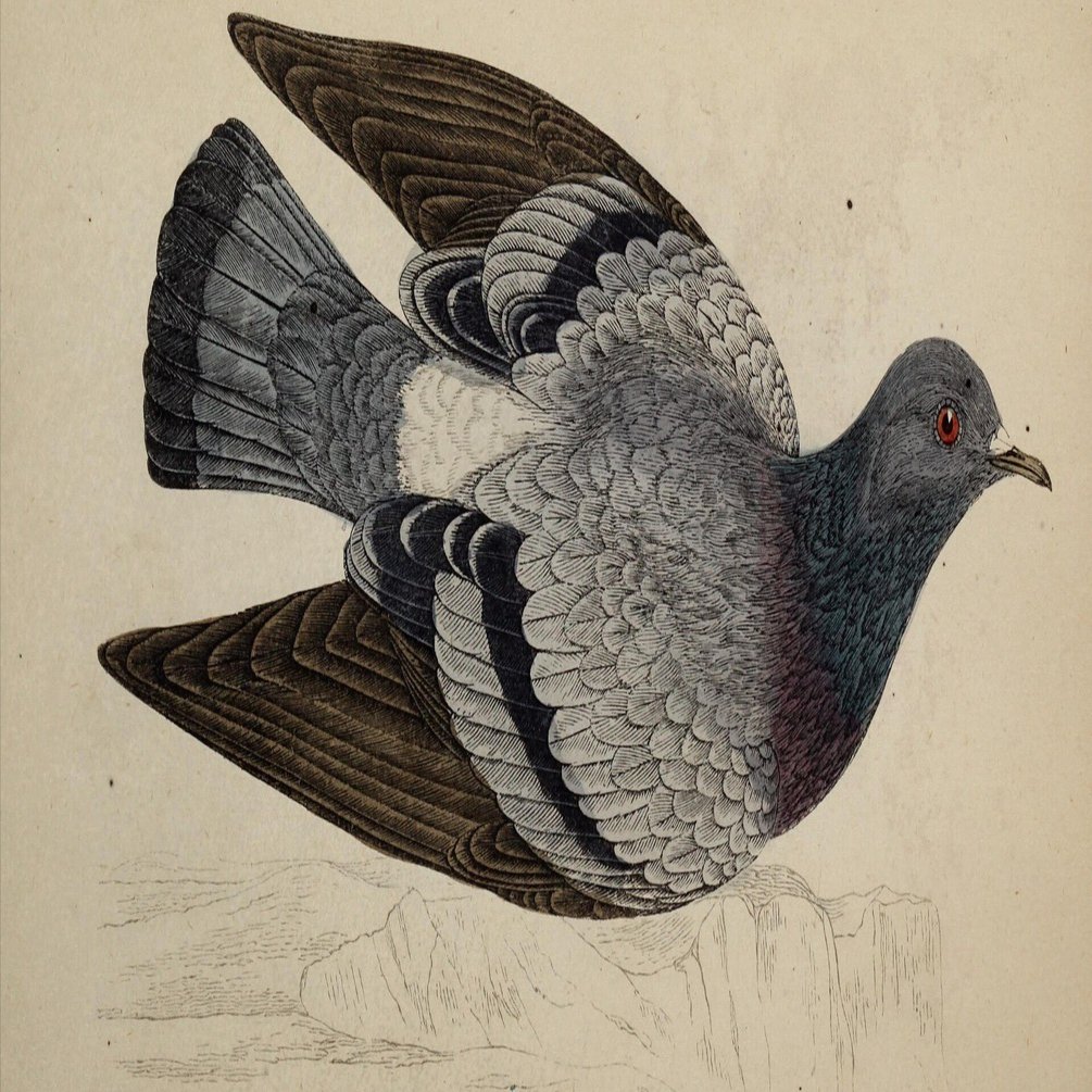 ジャック・デュフリ後編（鍵盤楽器音楽の歴史、第146回）｜影踏丸