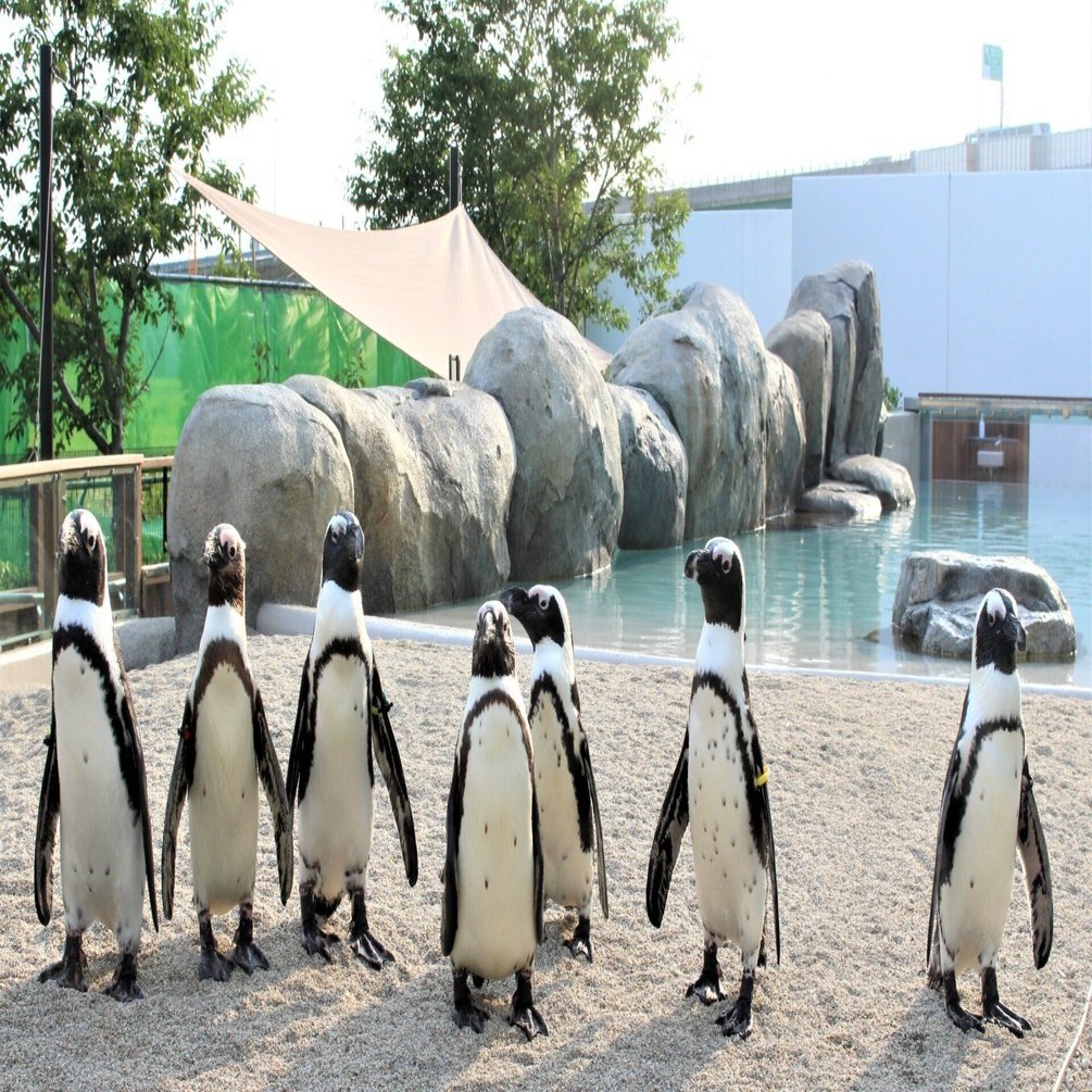 新施設での発見｜仙台うみの杜水族館