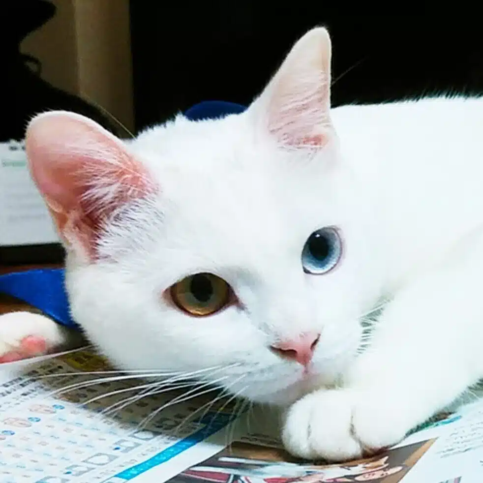 猫おかみ安吾ちゃん