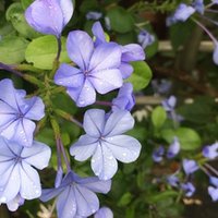 純度の高い恋は地に落ちて いっそう輝く 千花物語 Note