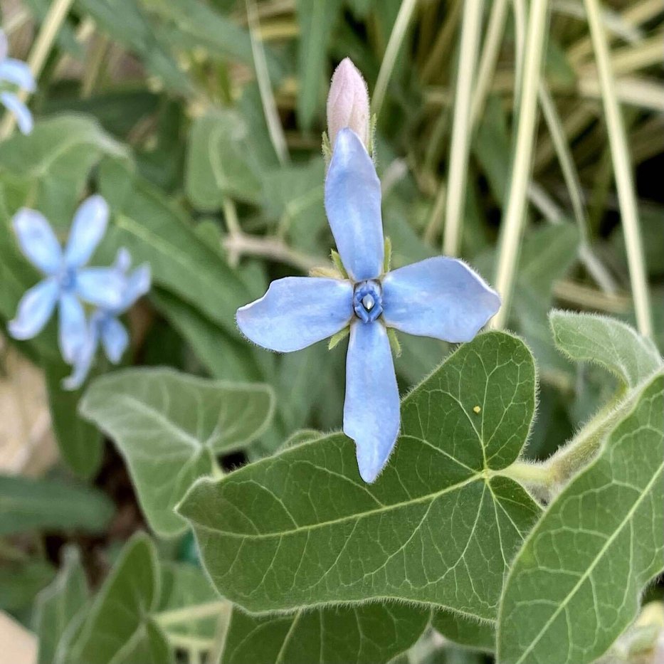花と隙間に映える植物 之哲 Yuki Satoru Note
