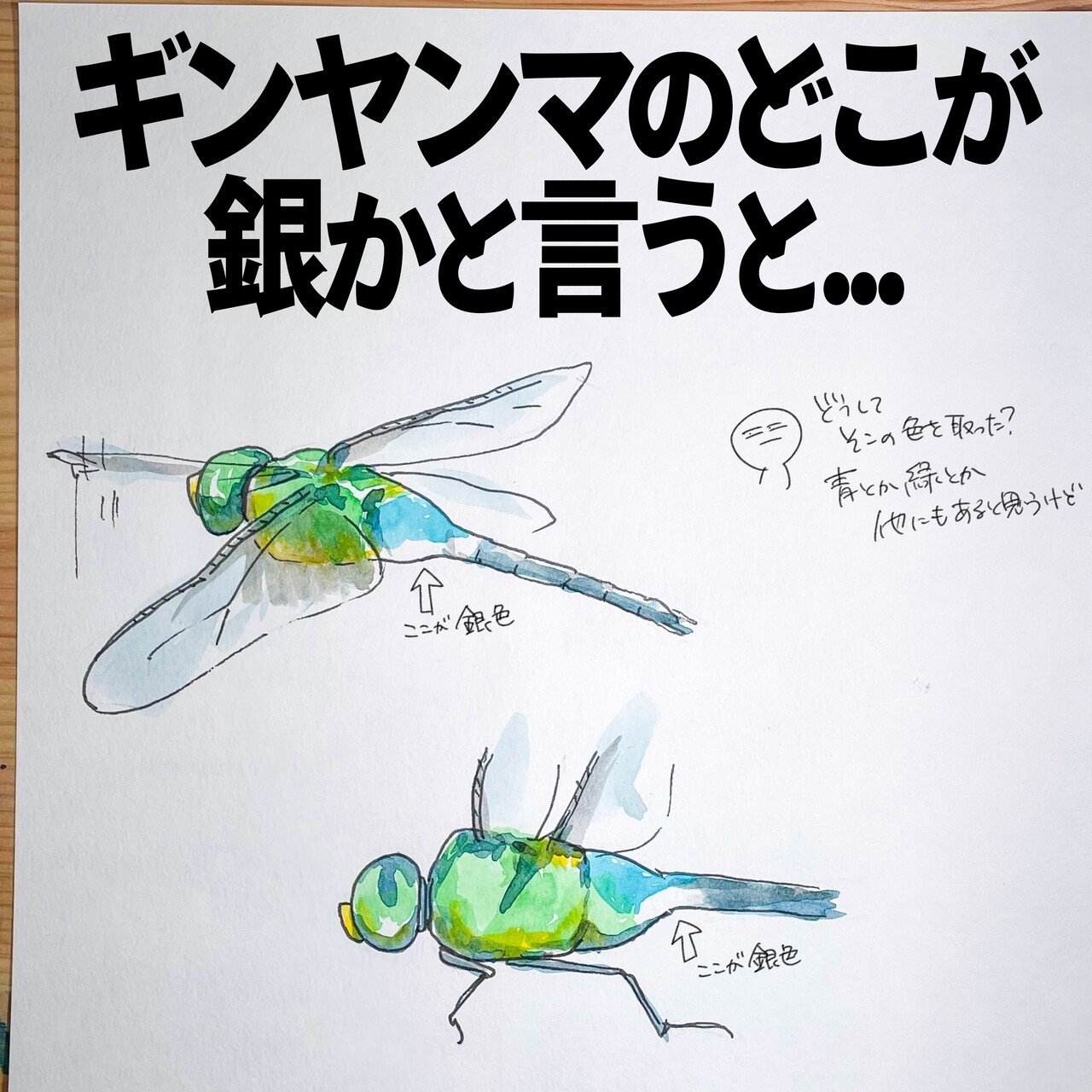 ギンヤンマのどこが銀かと言うと 自然ガイドのネタ帳 くますけ Note