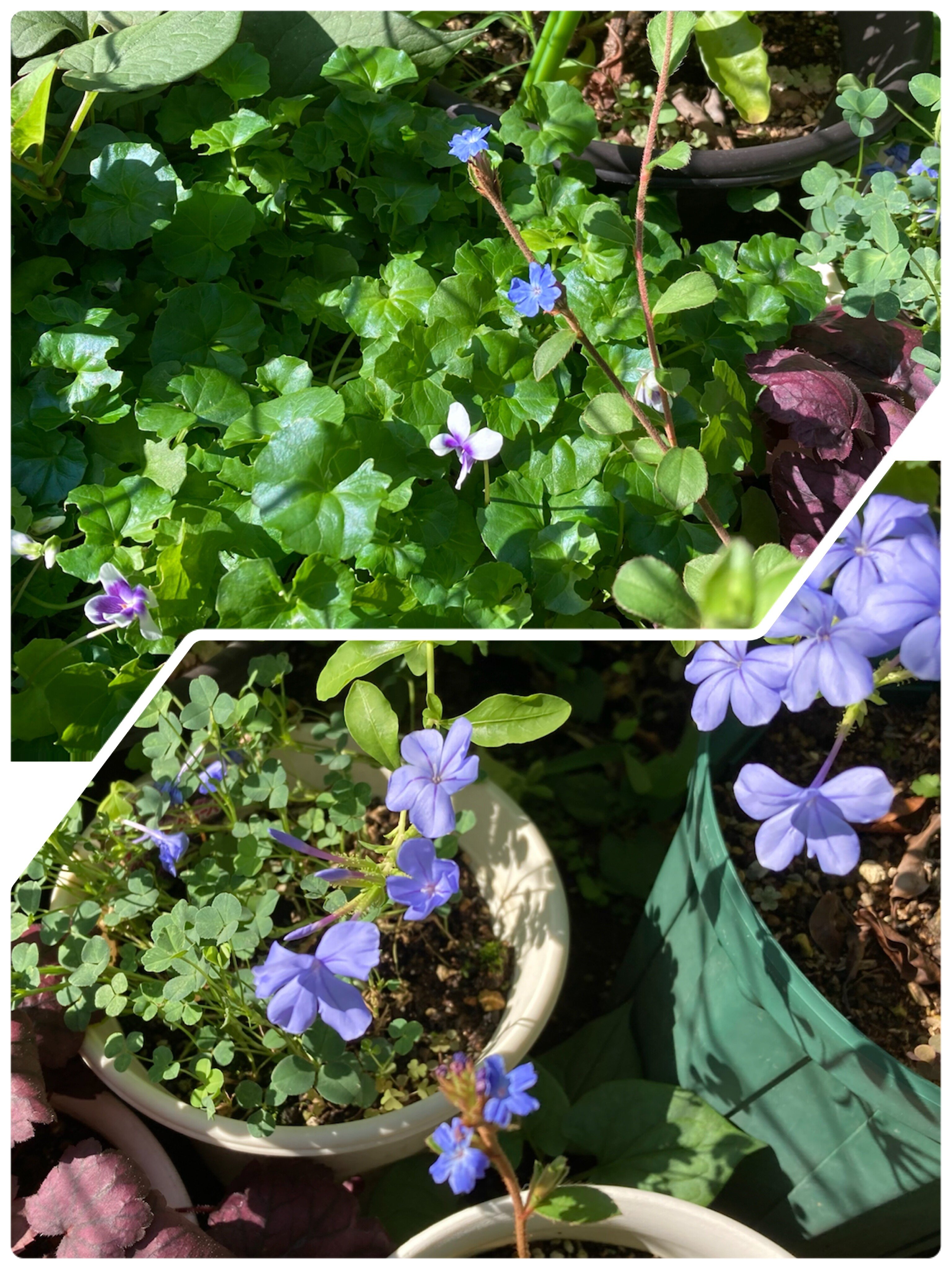 青い花 の新着タグ記事一覧 Note つくる つながる とどける