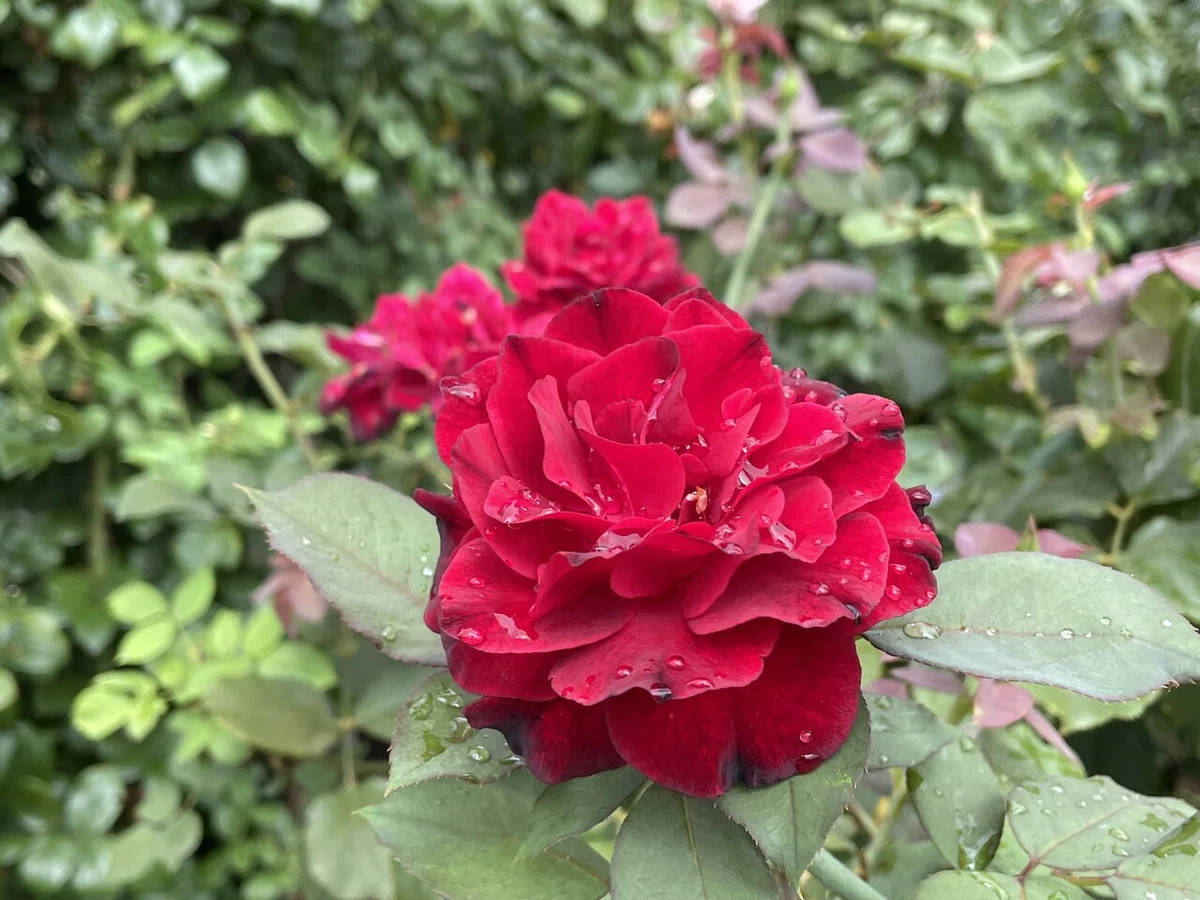画像15