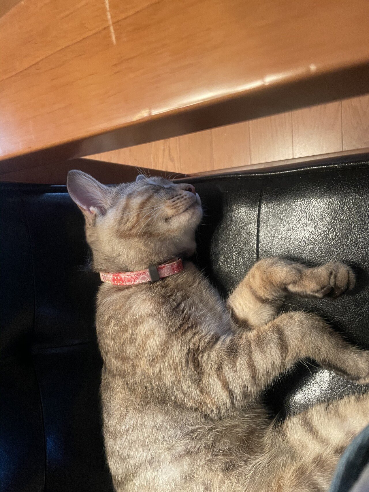 8月29日のりょうか こそねさんち Note 8月29日のりょうか こそねさんち Note