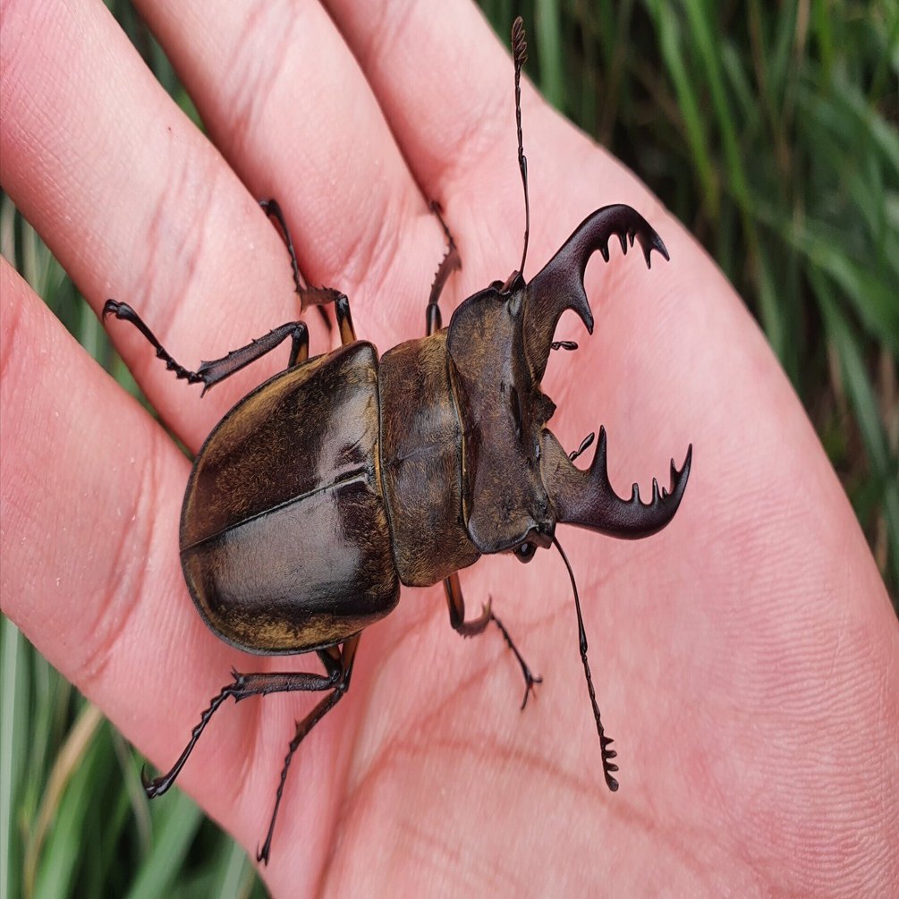 伊豆大島 昆虫採集 Part1｜キヨタミ
