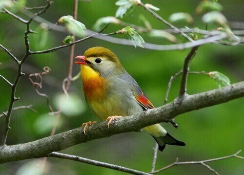第2192回 色で表す英名の鳥 ⑵｜翆野 大地