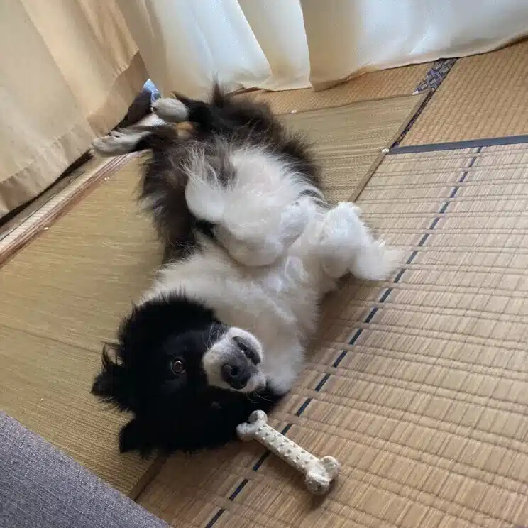 まこ
