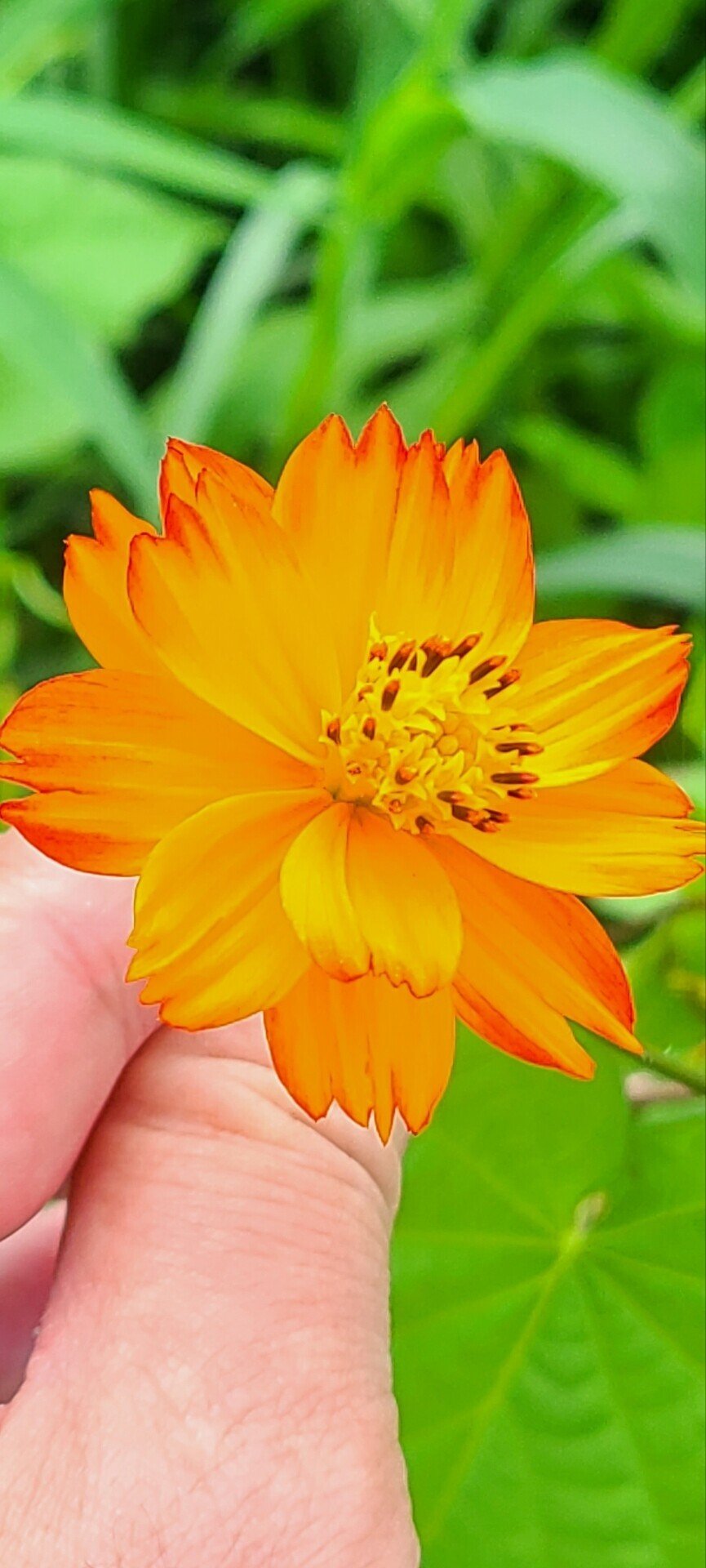 キバナコスモス 花言葉 野性的な美しさ 心音色 Kokoneiro のlifestory Note