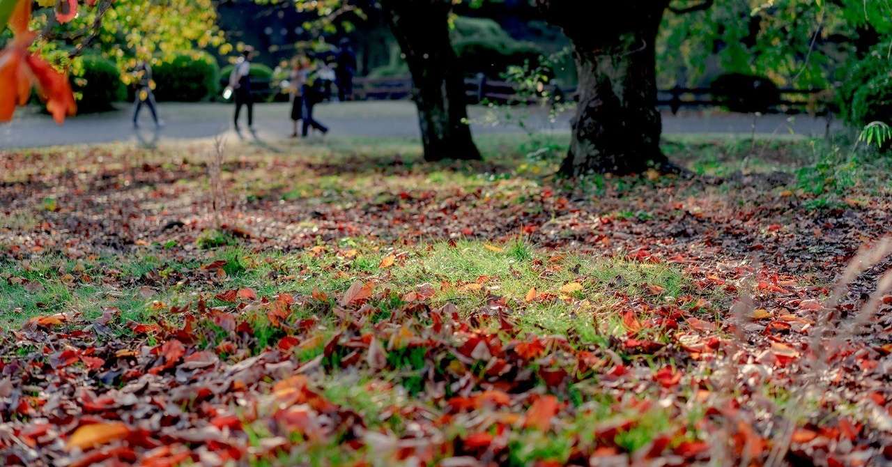 新宿御苑の写真で現像遊び きよひこ Note
