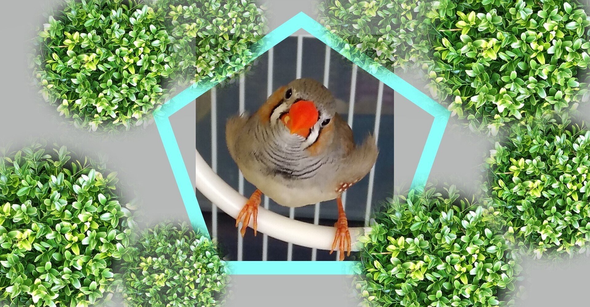 ちっちゃいポワポワ キンカチョウ（錦華鳥） - 2022-08