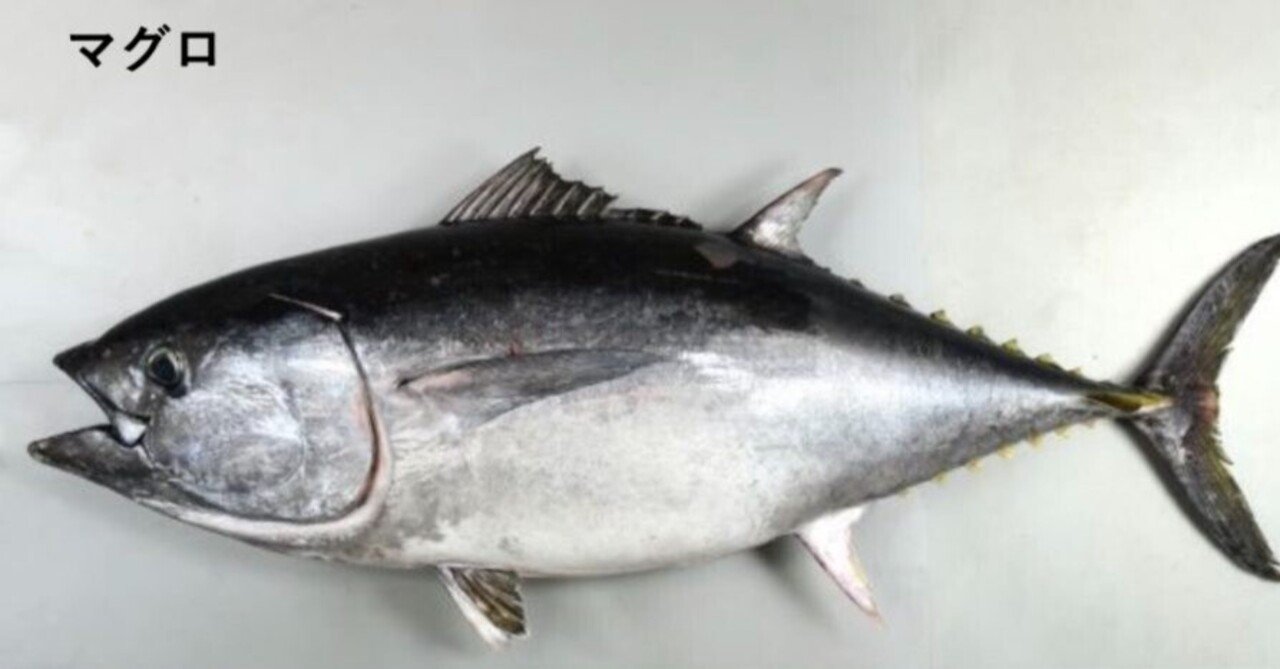 赤身魚と白身魚 ファスティングマイスター学院 Note 赤身魚と白身魚 ファスティングマイスター学院 Note