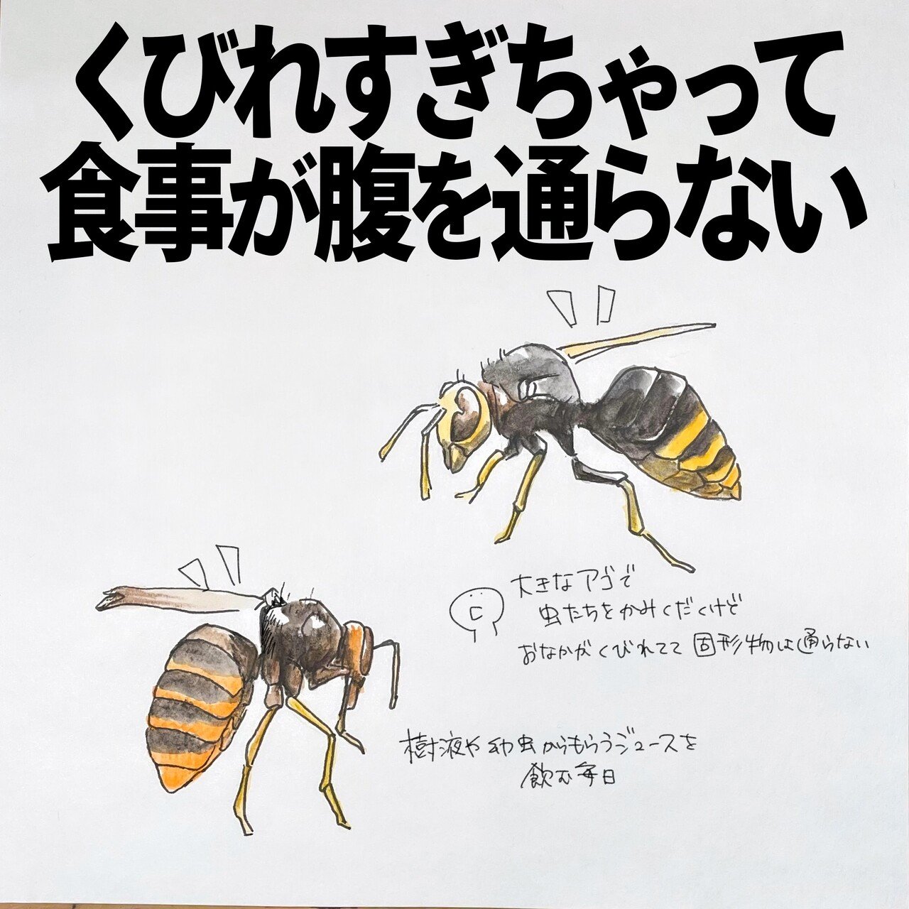 くびれすぎちゃって食事が腹を通らない スズメバチ 自然ガイドのネタ帳 くますけ Note