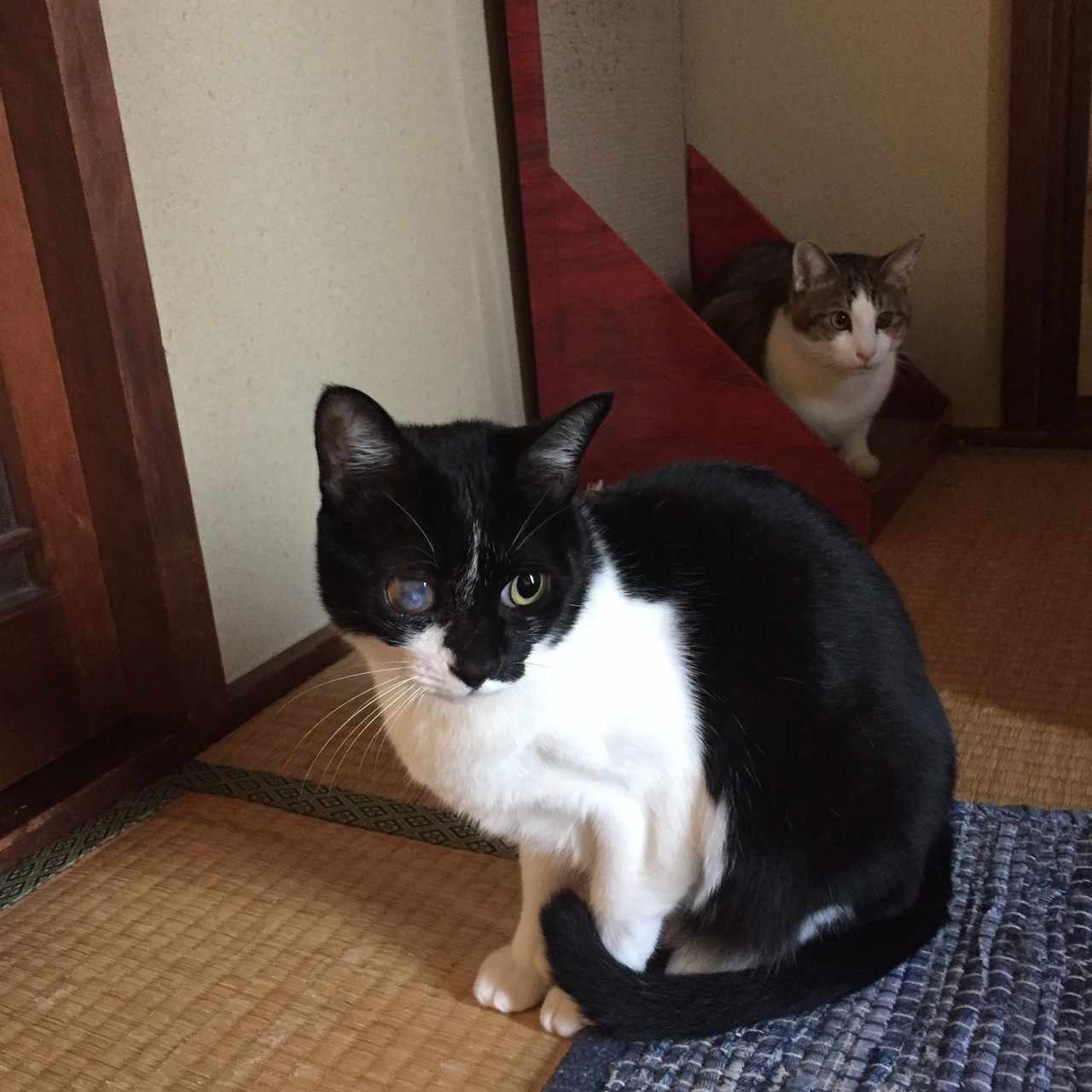 ゆるねこ製作所の18年11月のノート Note