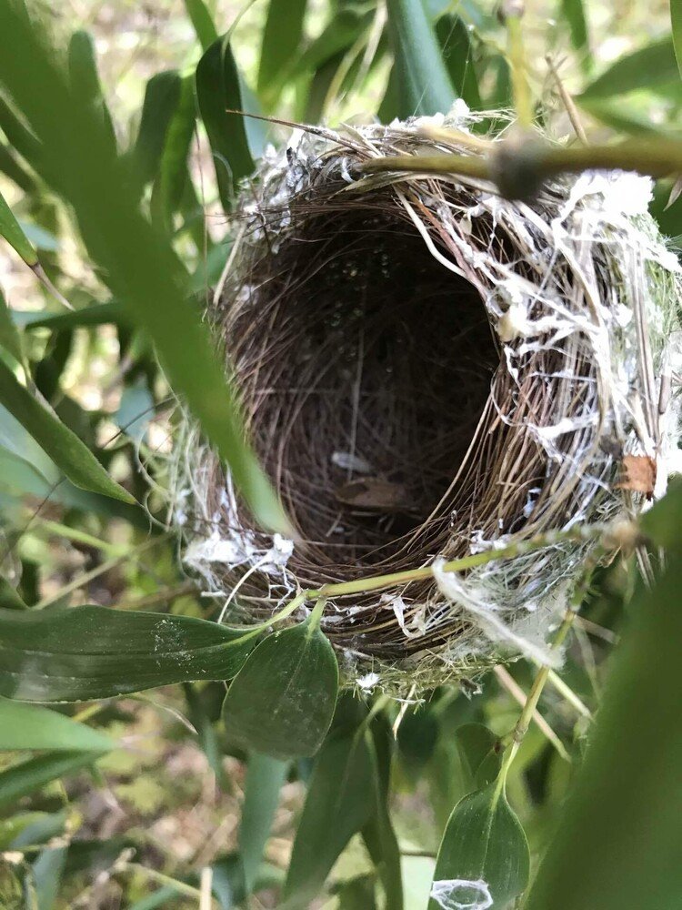 敷地に生えてる竹を切ったら空になった鳥の巣がらくっついてた！