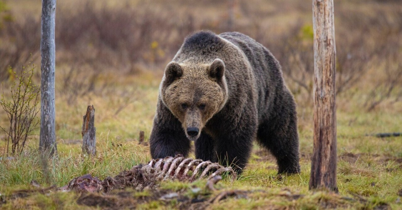 写真家 林祐介|note