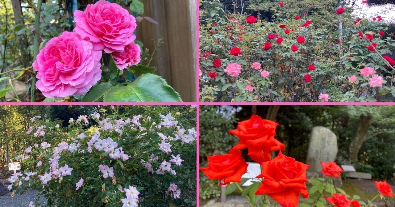 8月18日 木 夏に咲くバラ 伊勢の神宮ばら園 Note 8月18日 木 夏に咲くバラ 伊勢の神宮ばら園 Note