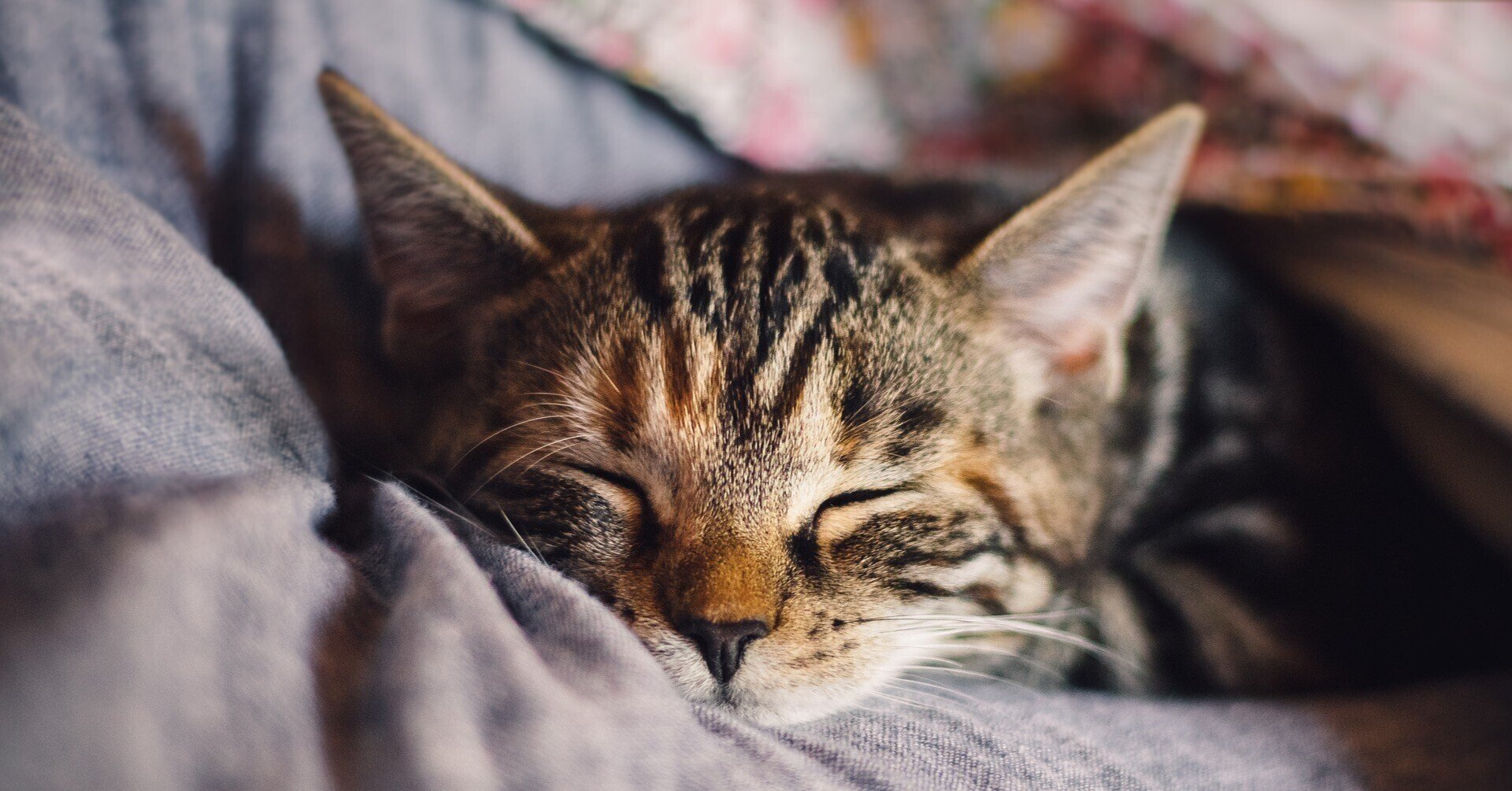 猫に土下座してお礼を言いなさない リア Note 猫に土下座してお礼を言いなさない リア Note