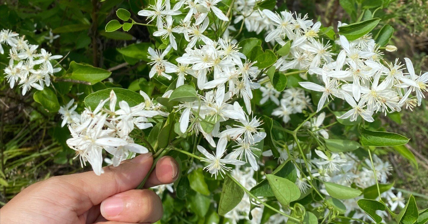 夏休み最終日ー野原に咲く『センニンソウ』を活けました｜haco