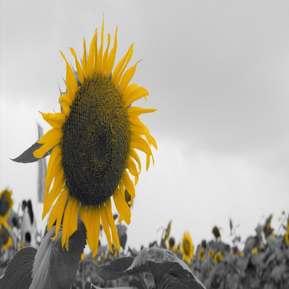 夏には夏らしいことをしなければ ふと押し寄せる夏の焦燥 22 8 30 これ見た日記 けいろー バーチャルライター Note