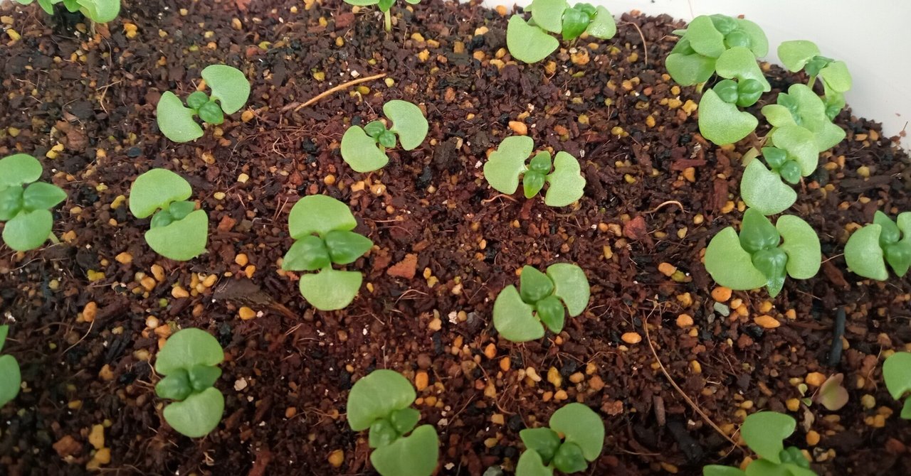 バジルの成長記録 かのか Note