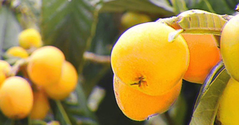 枇杷の季節(季節の果物シリーズ⑦)