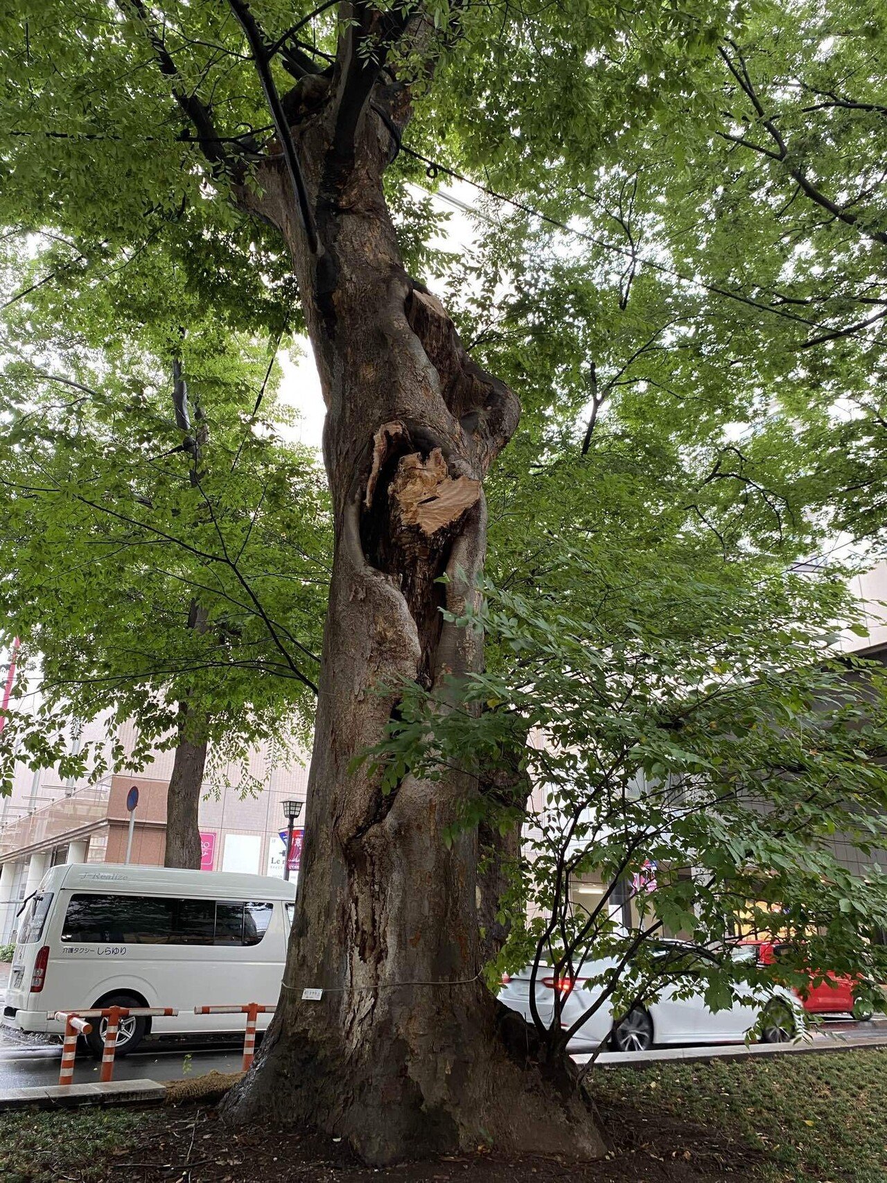 令和版武蔵野探勝会 其の一｜楠本奇蹄