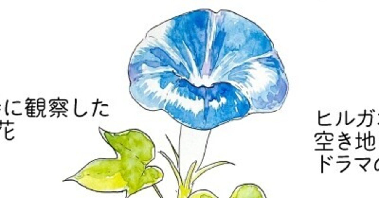 朝顔 昼顔 夕顔 夜顔 自然ガイドのネタ帳 くますけ Note 朝顔 昼顔 夕顔 夜顔 自然ガイドのネタ帳 くますけ Note