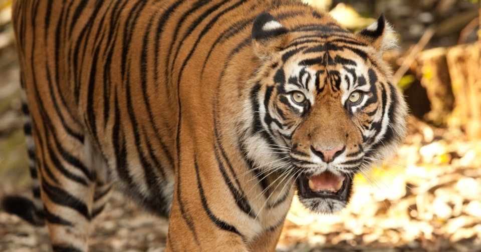 動物園での写真の撮り方 入門 中級 深津 貴之 Fladdict Note