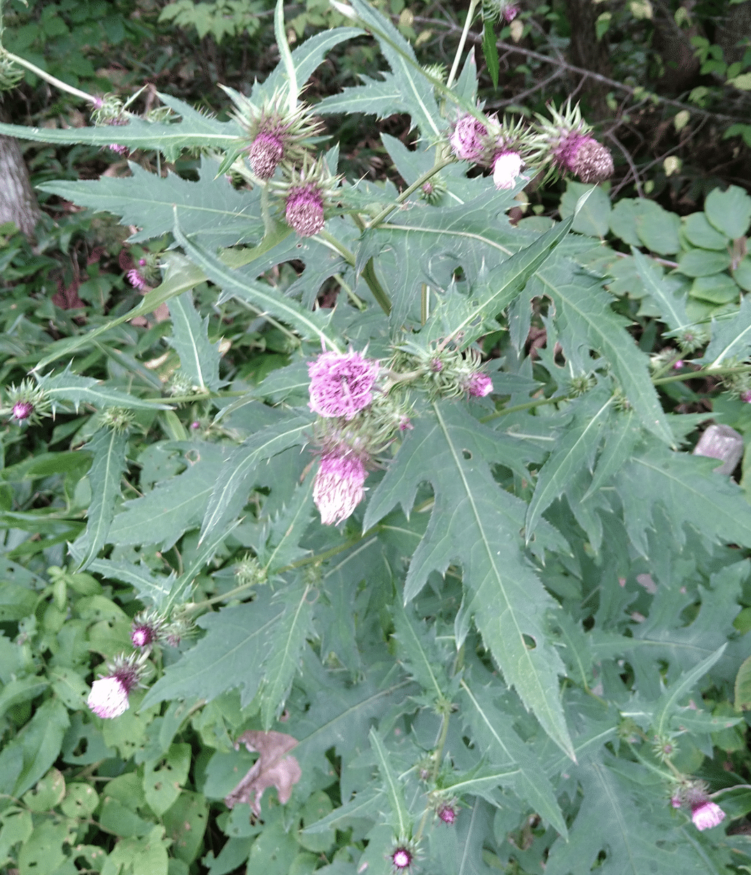 ノアザミの花 花言葉は素直になれない恋 私をもっと知ってください ってのもあった ふーん そうなんだ ヨツ Note ノアザミの花 花言葉は素直になれない恋 私をもっと知ってください ってのもあった ふーん そうなんだ ヨツ Note