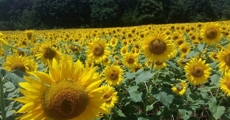 ひまわりの由来 の新着タグ記事一覧 Note つくる つながる とどける