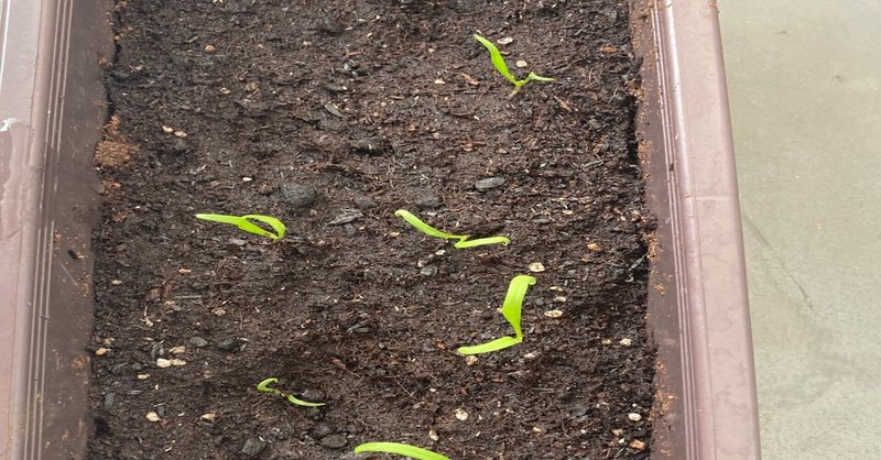 私たちのほうれん草 ベランダ菜園 野菜育てたい Note