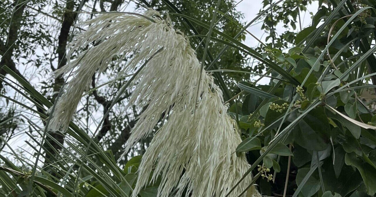 お化けススキ ってなによ まるまるの虫 カメさん Note