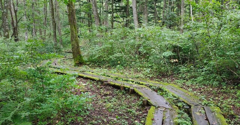 八月の 心を映す 鏡池