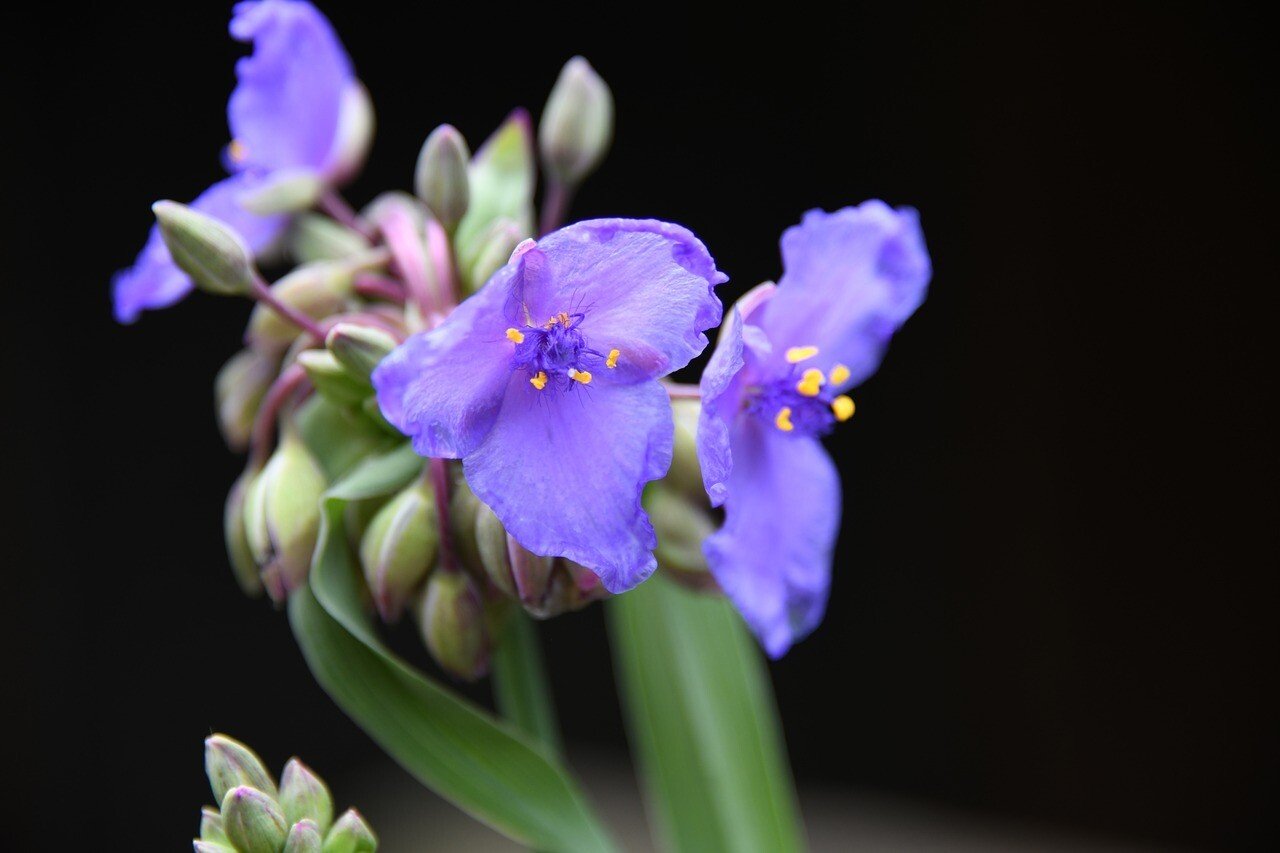 ムラサキツユクサ の新着タグ記事一覧 Note つくる つながる とどける