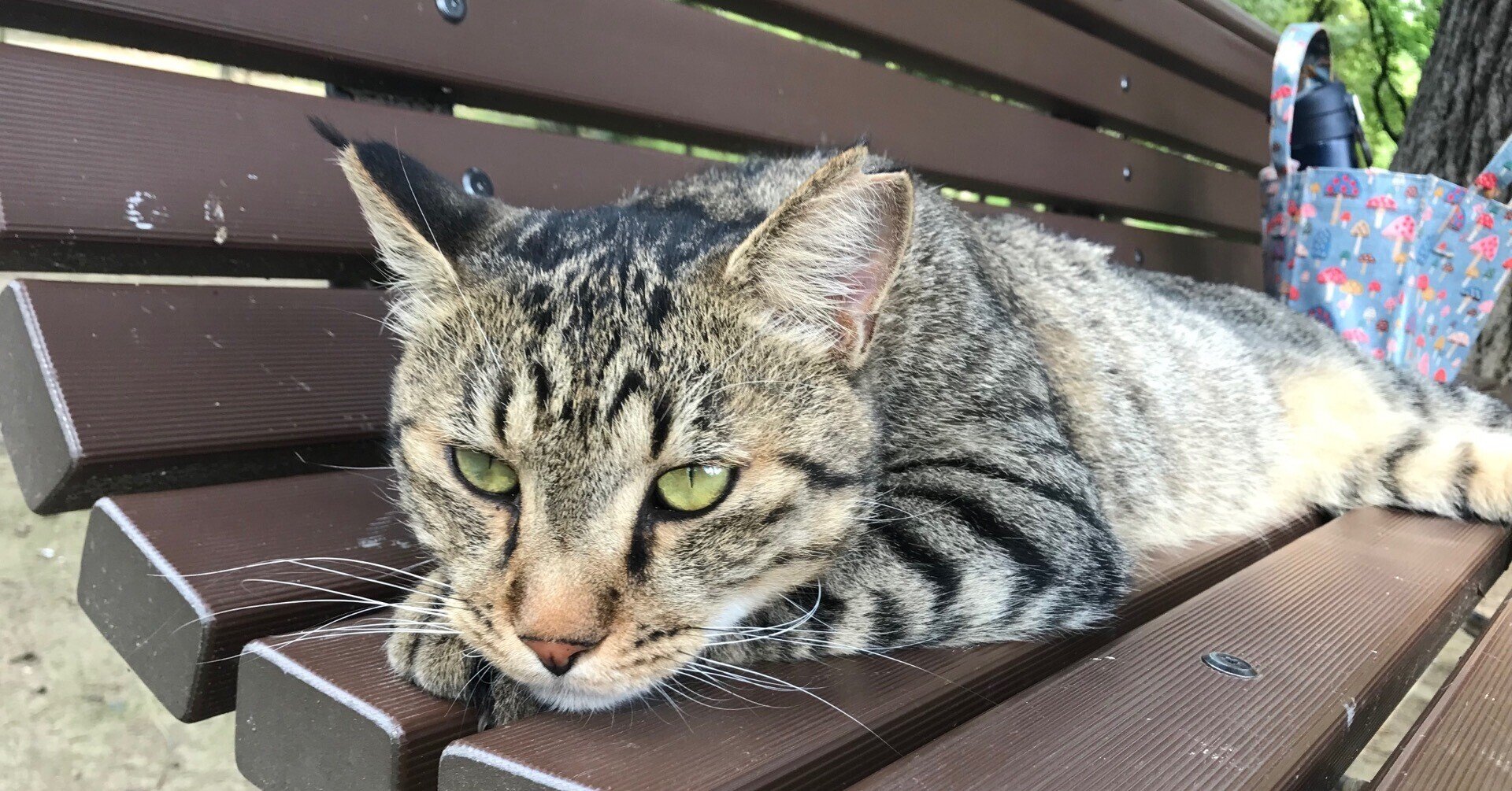 あがたの森のサクラネコ 神津 ゆかり Note あがたの森のサクラネコ 神津 ゆかり Note