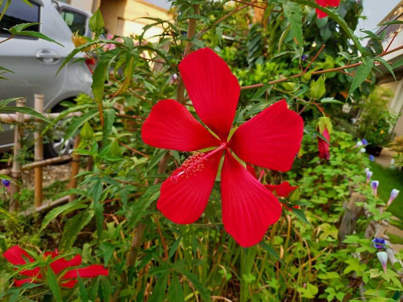 散策中に遭遇した大きな花たち 柘榴 Note 散策中に遭遇した大きな花たち 柘榴 Note