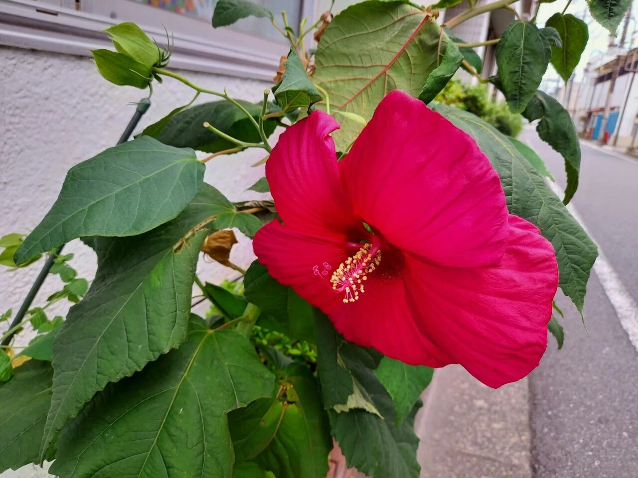 散策中に遭遇した大きな花たち 柘榴 Note