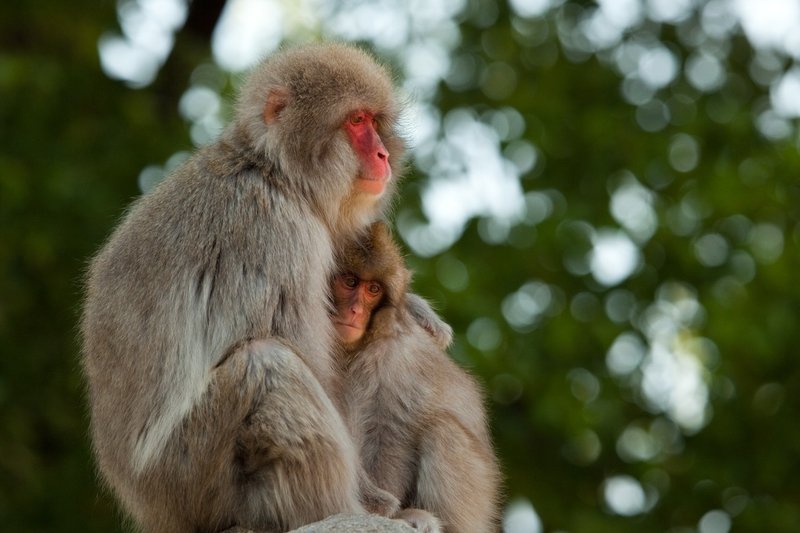 動物園での写真の撮り方 入門 中級 深津 貴之 Fladdict Note