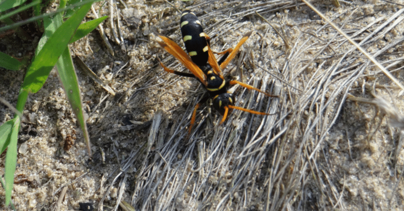 ペルー産　巨大ベッコウバチ　105mm(翅) 巨大ベッコウバチ ペルー産 巨大ベッコウバチ 105mm(翅) - メルカリ