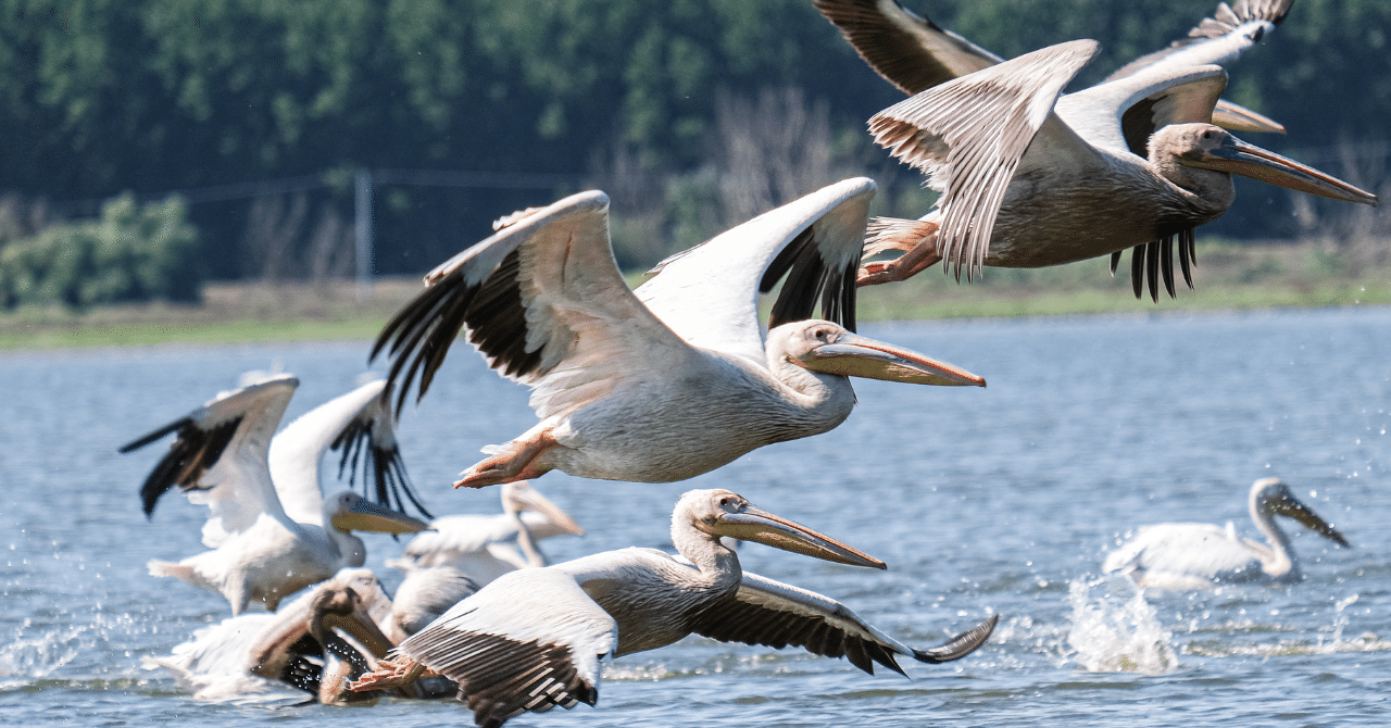 神戸どうぶつ王国に行ってみた マニアックすぎるイベント ペリカンフライト ちーた Note