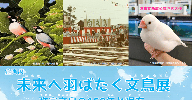 弥富文鳥展開催中｜文鳥大学弥富研究所