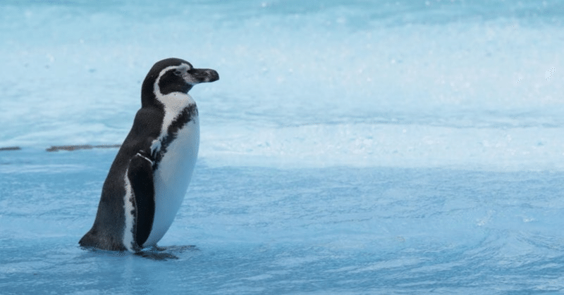 ファーストペンギン活動報告2。その後の心境の変化