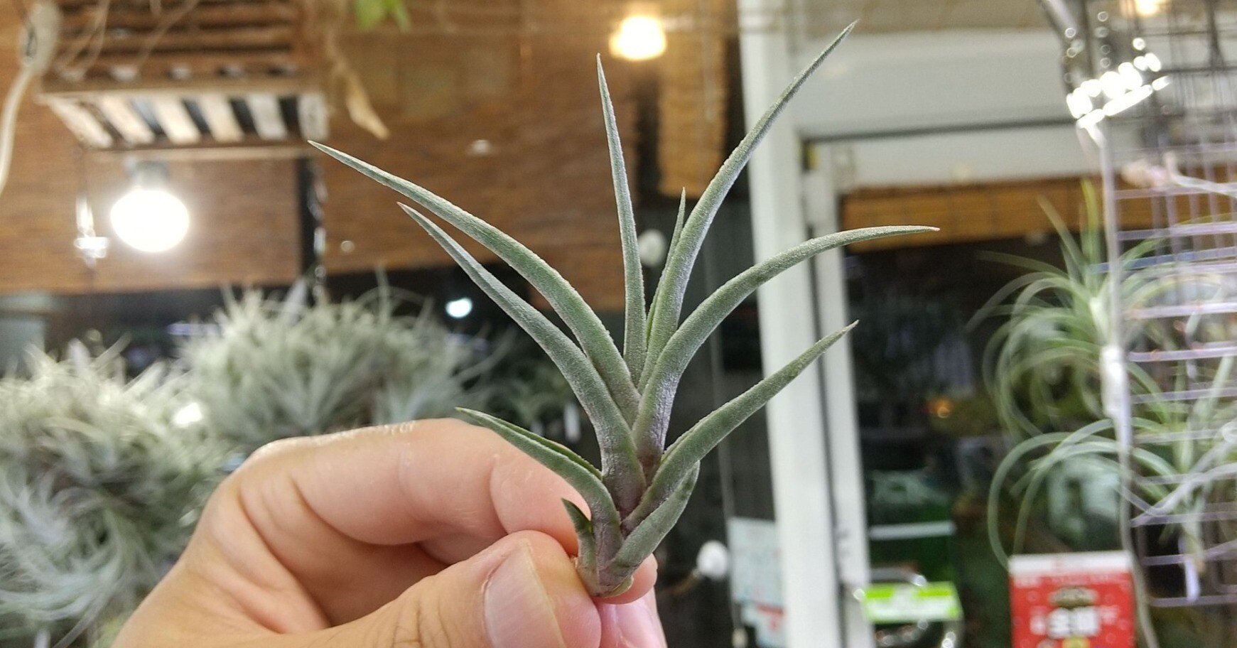 チランジア入荷リスト8/23｜NatureGarden🌿神田