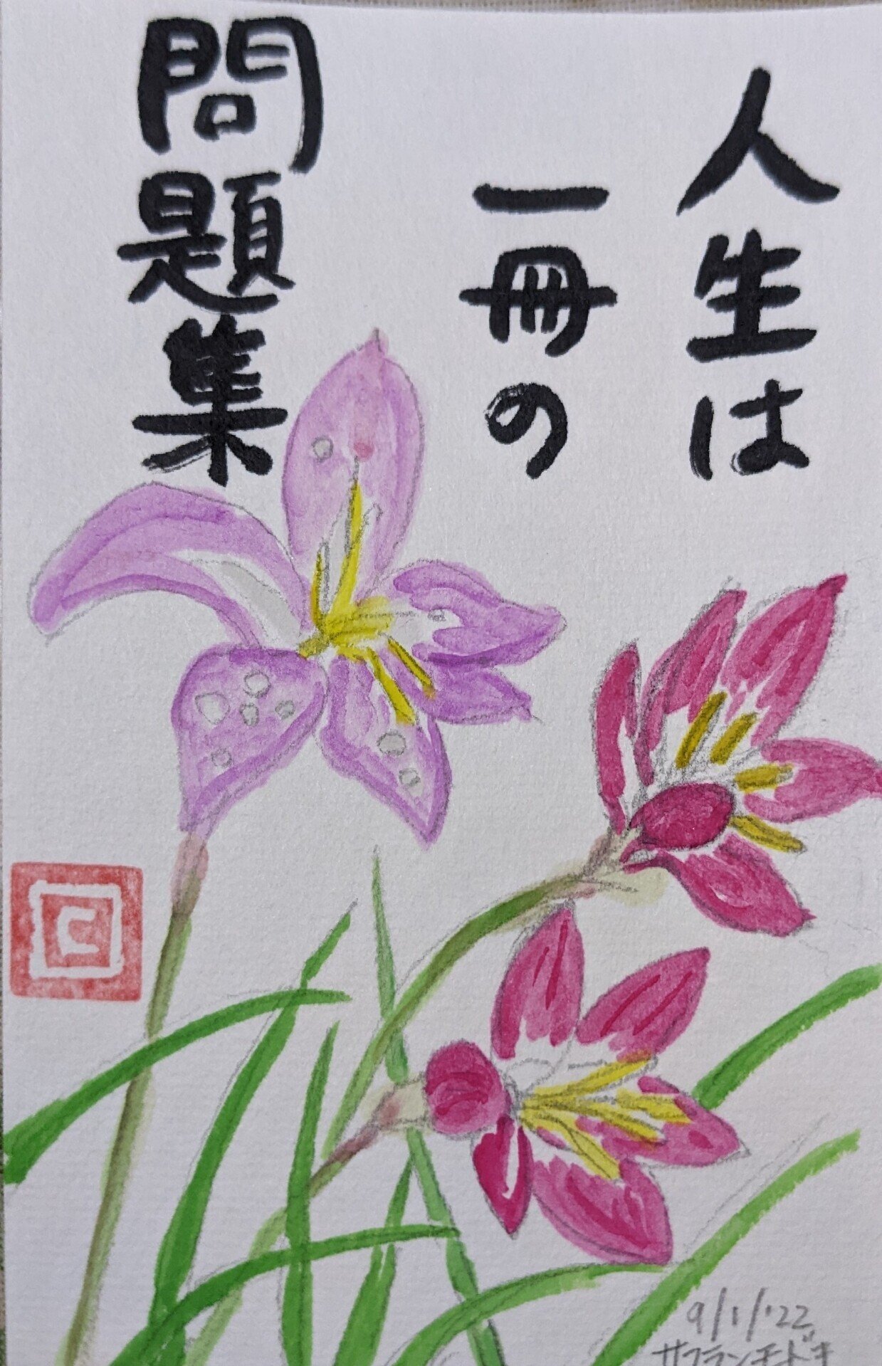 サフランモドキ三人娘 Cyndi Note