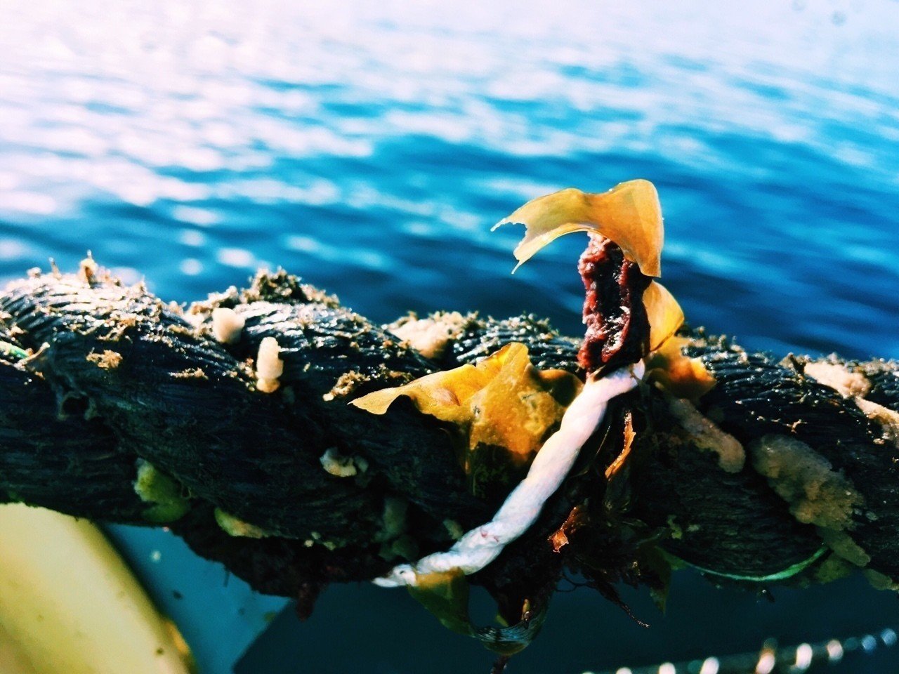 わかめの仕込み作業がはじまりました 三浦 尚子 Hisako Miura Ura Note わかめの仕込み作業がはじまりました 三浦 尚子 Hisako Miura Ura Note