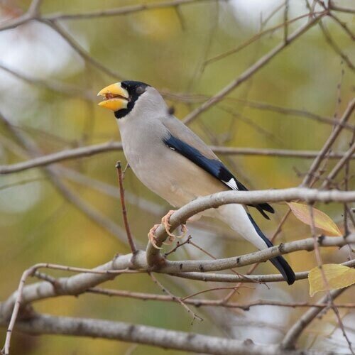 第2195回 国字と一文字の鳥の名前｜翆野 大地