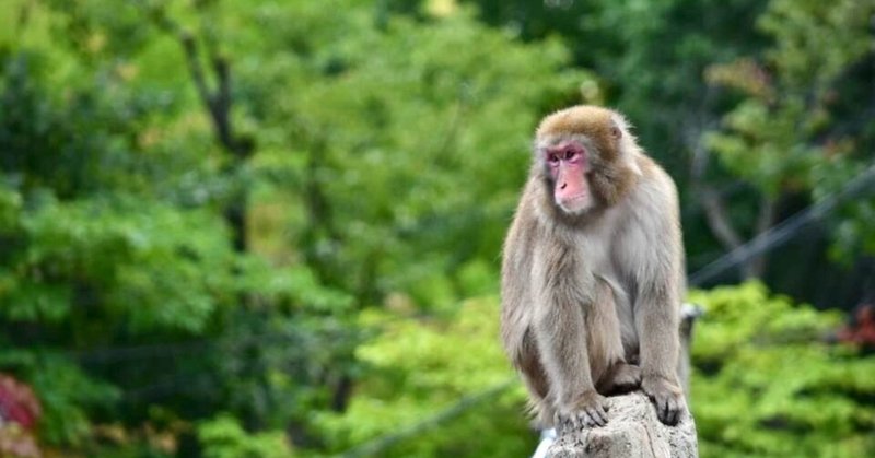 ボスザル の新着タグ記事一覧 Note つくる つながる とどける