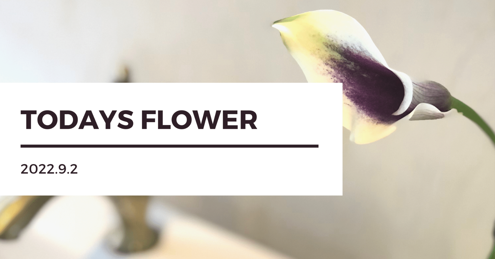 22 9 2 きょうのおはな 木の下の花屋 Kazamidori Note 22 9 2 きょうのおはな 木の下の花屋 Kazamidori Note